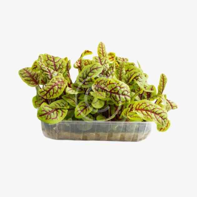 Sorrel leaves